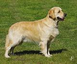 Golden Retriever AA067D-053